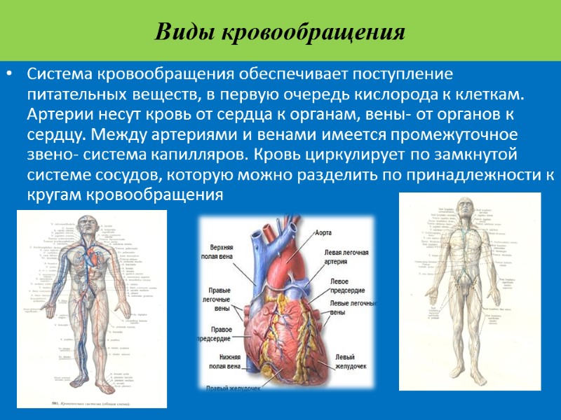 Виды кровообращения Система кровообращения обеспечивает поступление питательных веществ, в первую очередь кислорода к клеткам.